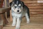 Husky Poodle mix- Why you should get a Huskypoo - Nynno
