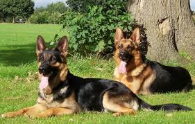 For some people, picking out the perfect name for their new alsatian dog is very easy process. Pastor Aleman Perrosamigos Com