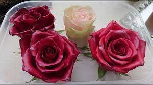 How to preserve flowers with wax. Preserving Roses In Wax Youtube