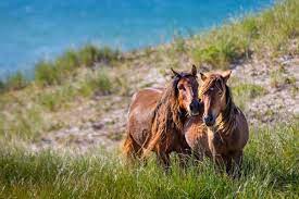 Sable Island National Park Reserve Gets Funding Injection For Study