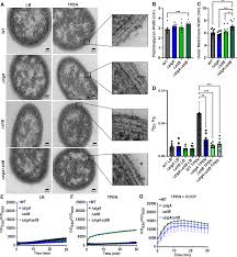 Image result for Striga baumannii