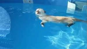 (is awarded a medal and is very proud) poco's big. Cat Swimming Like A Boss Youtube