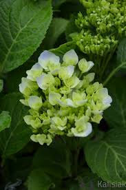 Image result for Hydrangea macrophylla bela obrázek