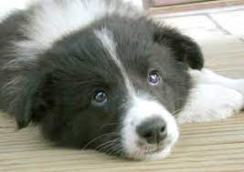 Border Collie Puppies For Sale Border Collie Breeder Uk Border Collies Border Collie Border Collie Puppy Sales Border Collie Pictures Pictures Of Border Collie Puppies Border Collie Breed And Puppy Information Images