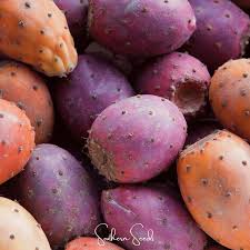 Image result for Opuntia