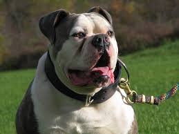 During this time, a young alan scott grew an interest in johnson's dogs and began to work with him on the american bulldogs are known to drool more than other breeds of dog. Atomic American Bull 100 Johnson American Bulldogs Lines