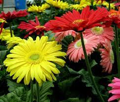 Gerbera Daisy Care Tips On How To Grow Gerbera Daisies In 2020 Gerbera Daisy Care Flower Seeds Gerbera Daisy