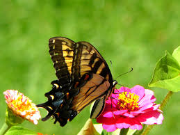 صور فراشة احلي صور الفراشات بألوان خيالية وجميلة ميكساتك