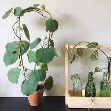 Image result for Stephania cyanantha