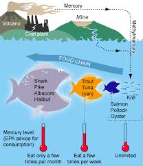 the smart seafood buying guide nrdc