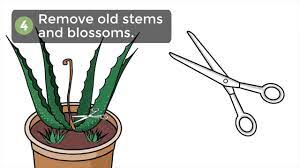 Carefully move the branches and leaves if you have to in order to. How To Trim An Aloe Vera Plant 7 Steps With Pictures Wikihow
