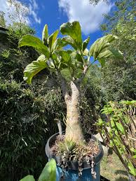 Image result for Cyphostemma subciliatum