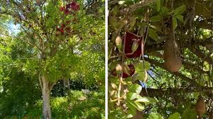 Image result for Kigelia africana