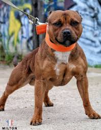 Tiger Stripe Black And Brown Pitbull Milton From France Red Stafford Shire Bull Terrier 23 04 2016 Pitbull Terrier Bull Terrier American Staffordshire Bull Terrier