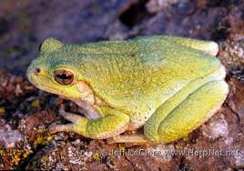 Image result for Cryptolepis hypoglauca