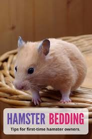 However, figuring out what the best hamster bedding is can be a tough choice. Hamster Bedding What Every Pet Owner Should Know Pbs Pet Travel
