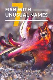 7 Fish With Unusual Names Ocean Conservation Unusual Names Weird Fish
