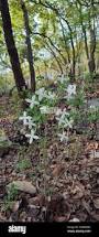 Image result for Bouvardia longiflora
