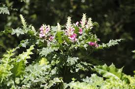 Image result for Acanthus polystachyus