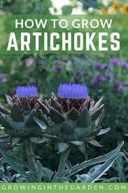 How To Grow Artichokes Growing In The Garden Growing Artichokes Starting A Vegetable Garden Growing Vegetables