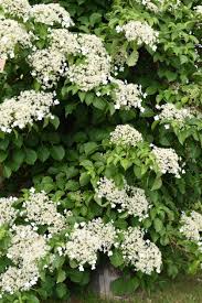 See more ideas about plants, climbing plants, planting flowers. Evergreen Climbing Hydrangea Info How To Grow Evergreen Hydrangea Vines