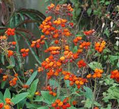 Image result for Calceolariaceae