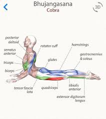 Pin By Waleria Gelinski Henicka On Sublime Yoga Yoga Muscles Yoga Anatomy Yoga Motivation