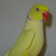 Well you're in luck, because here they come. 12 Best Indian Yellow Ringneck Ideas Beautiful Birds Parrot Pet Birds
