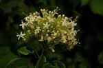 Image result for Clerodendrum pleiosciadium