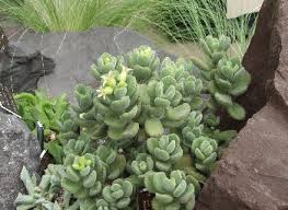 Image result for Cotyledon barbeyi