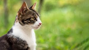 There are brands that work specifically against cat urine. Paracetamol Poisoning In Cats Vets4pets