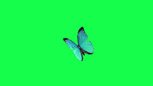 Butterfly On A Green Background Stock Footage Video 100 Royalty Free 4021666 Shutterstock You can also download hd background in png or jpg, we provide optional download button which you can download free as your want. butterfly on a green background stock footage video 100 royalty free 4021666 shutterstock