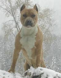 Pin On Pitbulls