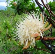 Image result for Hyparrhenia welwitschii