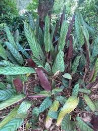 Image result for Stathmostelma