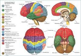 Stroke Physiopedia Brain Anatomy Anatomy And Physiology Anatomy