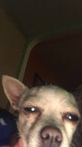 Created by fishyminta community for 4 years. Funny Meme Pfp Funny Png