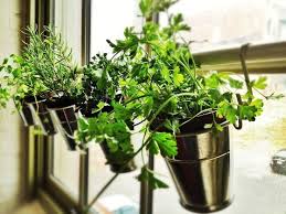 Bringe Innen Auf Deiner Fensterbank Eine Botaren Duschvorhangstange An Damit Dein Krautergarten Immer G Window Herb Garden Windowsill Garden Indoor Herb Garden