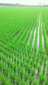 Foto ini dapat kalian si. Tanaman Padi Di Sawah Luas Terbentang Hijau Daun Subur Berkilau Bak Zamrud Membuat Hati Petani Merasa Sen Beautiful Nature Amazing Nature Village Photography