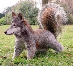 26 Ridiculous Fake Animals Animal Mashups Photoshopped Animals Animals