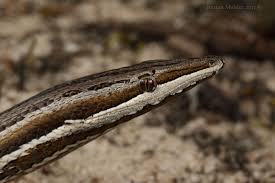 Burton S Legless Lizard Lizard Reptile Snakes Reptiles