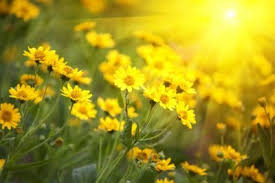 If you cannot do it each hour, every two hours will suffice. Sunlight Tracking In Gardens How To Map Sunlight In Your Garden