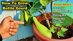 Here is how to grow pumpkins and gourds, from prep to harvest. The Secret To Grow Bottle Gourd At Home No One Will Tell You Learn 3g Cutting Hand Pollination Youtube