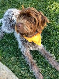 The wirehaired pointing griffon (also called the korthals griffon and the griffon d'arrêt à poil dur korthals in france and quebec) is a breed of dog used in hunting as a gundog. Wirehaired Pointing Griffon Puppy Wirehaired Pointing Griffon Puppies Guns