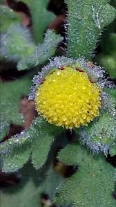 Image result for Grangea maderaspatana