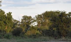 Image result for Calostephane divaricata