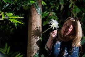 The stems are not like an ordinary prickly cactus as they. Moonflower Live Cam How To Watch As Thousands Log On To Watch Uk S First Bloom Express Co Uk
