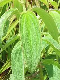 Image result for Dissotis multiflora