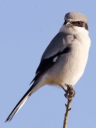 Blue Birds Of Central Oregon Loggerhead Shrike Beautiful Birds Colorful Birds Bird Pictures