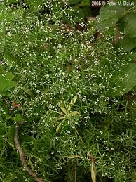 Image result for Galium simense